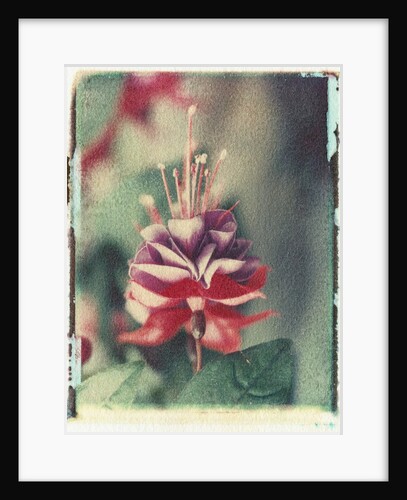 Freesia Flower by Anonymous