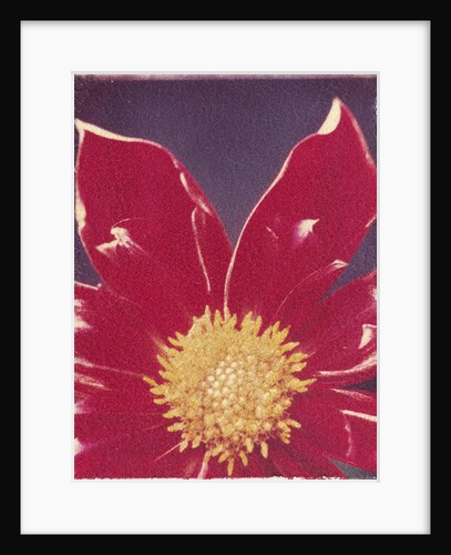 Red Daisy Flower by Anonymous