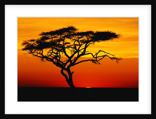 Acacia Tree at Sunset by Anonymous