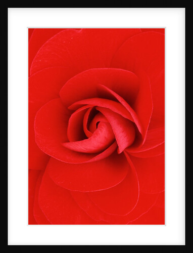 Red Pinwheel Begonia Flower by Anonymous