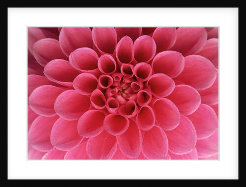 Hot Pink Dahlia Flower by Anonymous