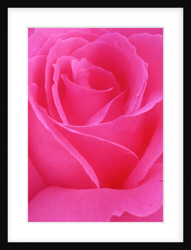 Red Rose Petals by Anonymous