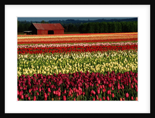 Rows of Tulips at DeGoede's Bulb Farm by Anonymous
