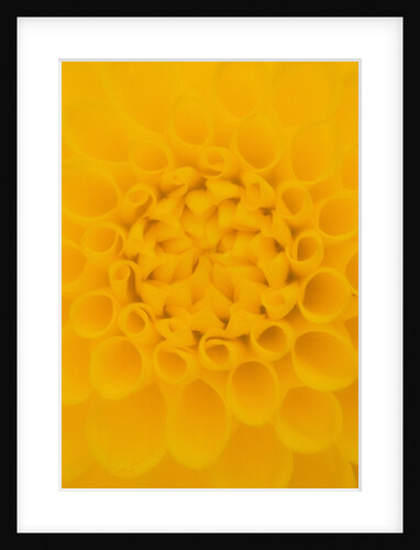 Yellow Dahlia Detail by Anonymous