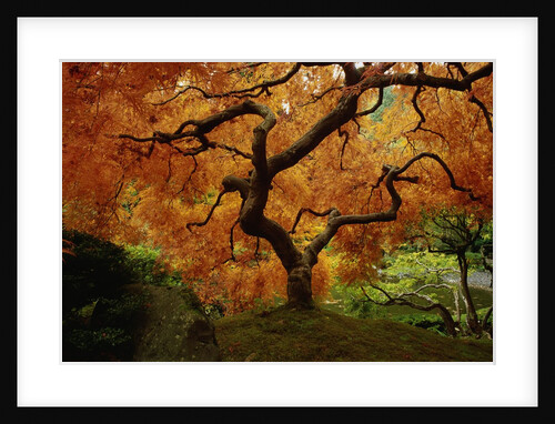 Maple Tree in Autumn by Anonymous