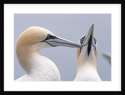 Two Northern Gannets by Anonymous
