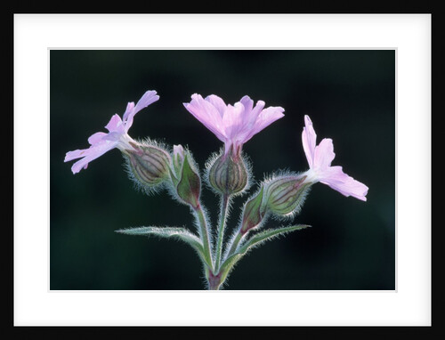 Red Campion in Flower by Anonymous