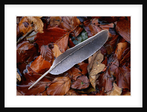 Wood Pigeon Feather Amongst Fallen Leaves by Anonymous