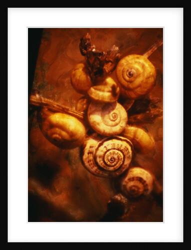 Snails by Anonymous