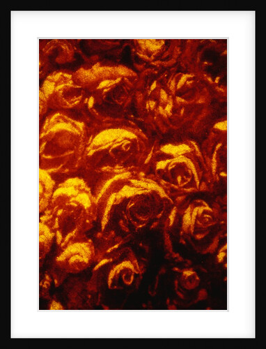 Roses by Andre Burian