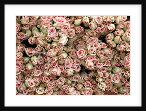 Pink and Cream Rose Bud Bunches by Anonymous
