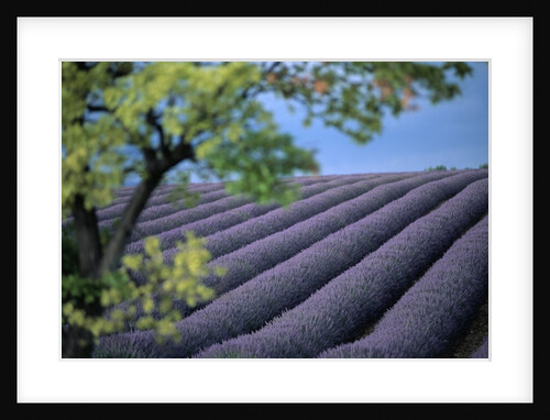 Lavender Fields in France by Anonymous