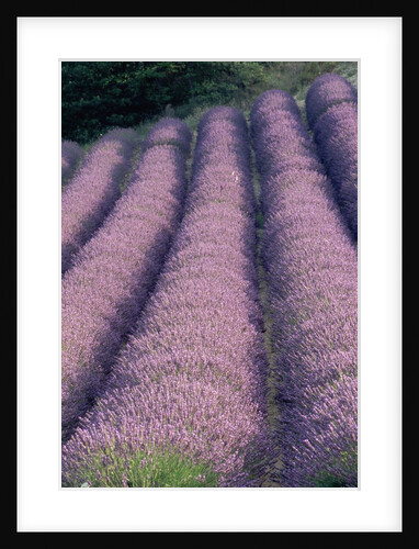 Rows of Lavender in Bloom by Anonymous