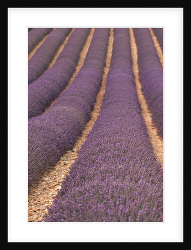 Field of Lavender by Anonymous
