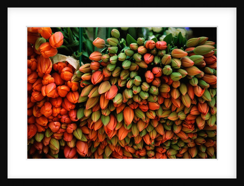Tulip Harvest by Anonymous