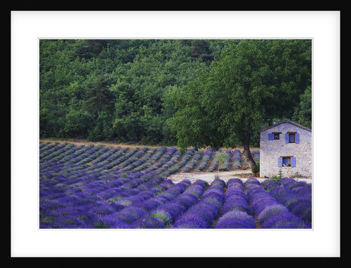 Fields of Lavender by Rustic Farmhouse