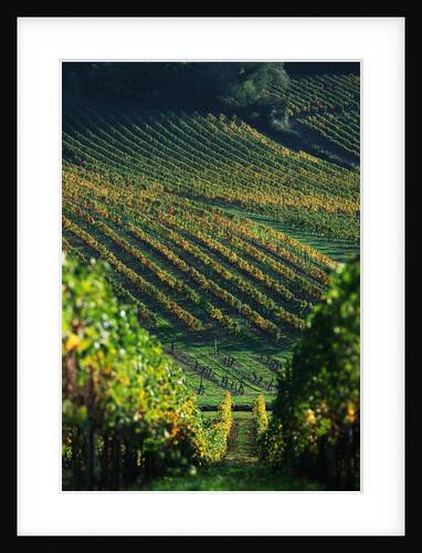 Vineyard in Entre-Deux-Mers Area by Anonymous