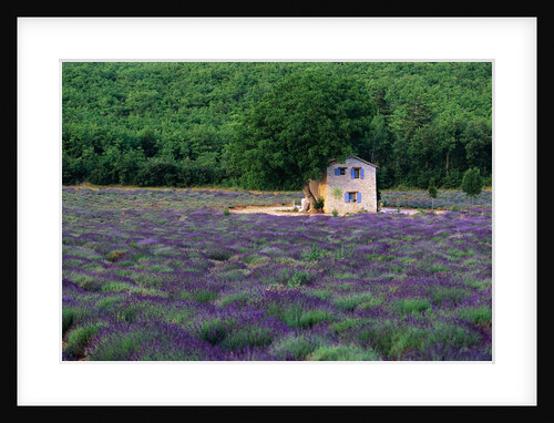 Cottage in Field of Lavender by Anonymous