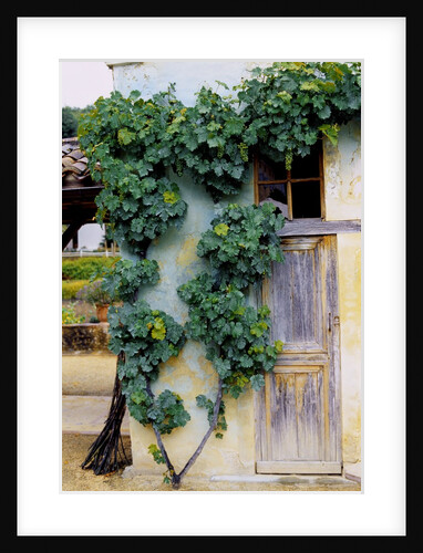 Grapevines Growing on House by Anonymous
