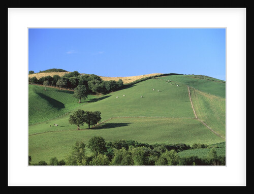 Cattle Grazing on Hillside by Anonymous