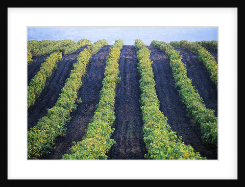 Vineyard of Domaine du Mas Cremat by Anonymous
