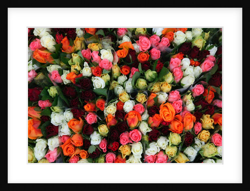 Roses at Albert Kuyp Market by Anonymous