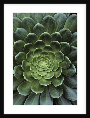 Center of Cactus by Anonymous