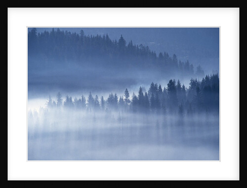 Mist Hiding Trees Above the Little Spokane River Valley by Anonymous