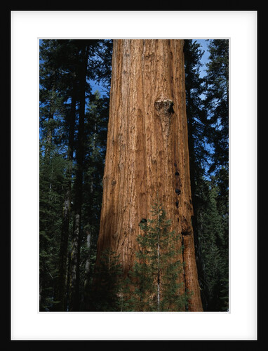 General Sherman Tree by Anonymous