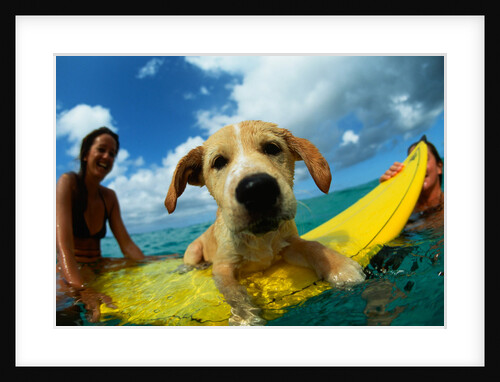 Puppy Riding on Surfboard by Anonymous
