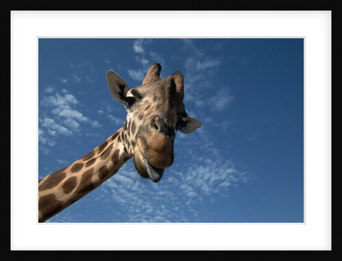 Giraffe by Anonymous
