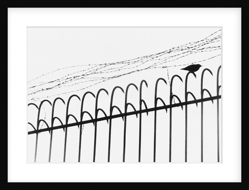 Bird on a Fence by Anonymous