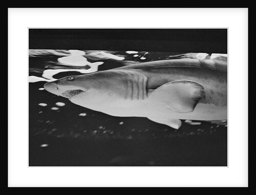 Tiger Shark by Anonymous