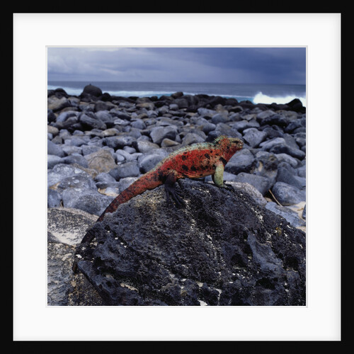 Marine Iguana on Coastal Rocks by Anonymous
