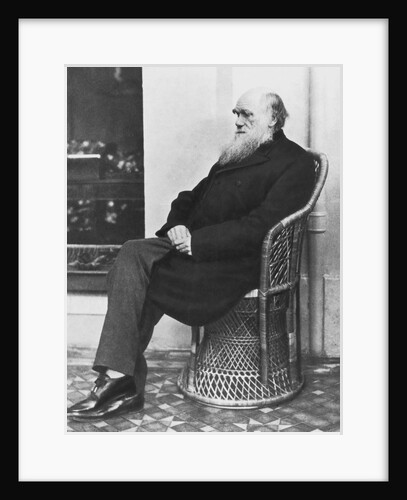 Naturalist Charles Darwin Seated by Anonymous