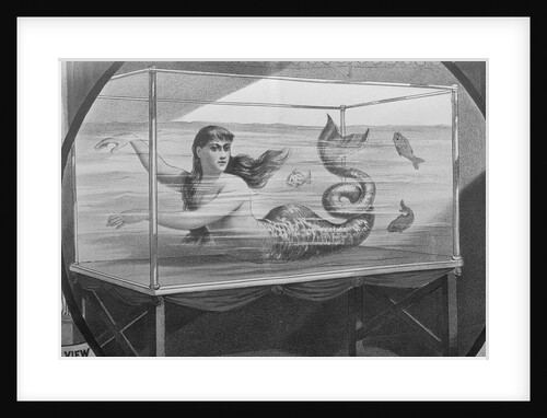 Mermaid Swimming in Tank by Anonymous