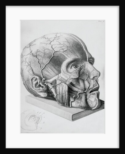 Illustration of Dissected Head by Anonymous