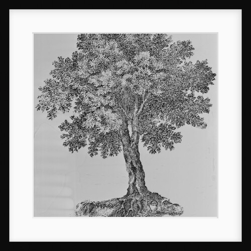 Tree Engraving by Anonymous