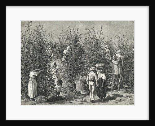 Workers Picking Ripe Berries from Trees by Anonymous
