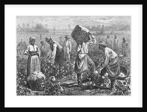 Workers Picking Cotton by Anonymous