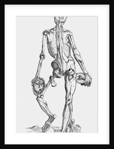 Woodcut Illustrating Skeleton with Muscles by Anonymous