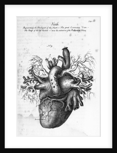 Illustration of Human Heart by Charles Bell