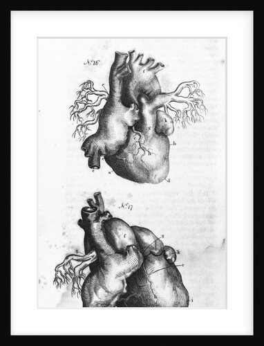 Engraving of Human Heart by Anonymous