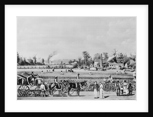 Cotton Plantation Scene by Anonymous
