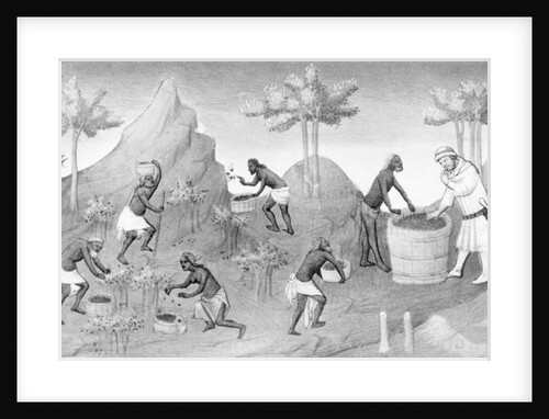 Illustration of People Harvesting Peppers by Anonymous