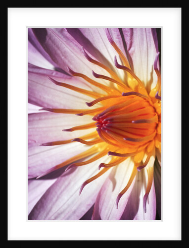 Water Lily Flower by Anonymous