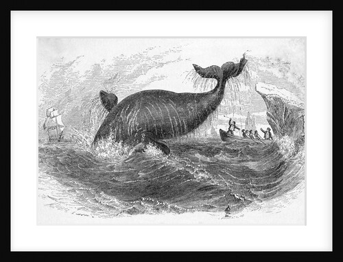 Whale Breeching by Anonymous