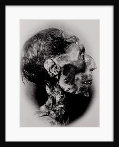 Display of a Mummy's Head by Anonymous