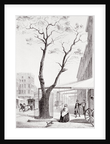 Pear Tree with Fence Around Base by Anonymous