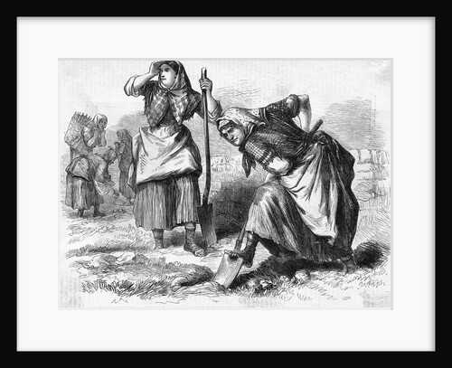 Irish Women Digging Up Potatoes by Anonymous